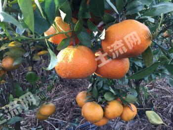 德宏陇川县 143.5亩 其它林地 经营权转让