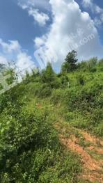 茂名高州市 30.48亩 灌木林地 经营权出租