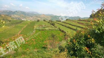 陇南武都区 279.79亩 旱地 经营权出租