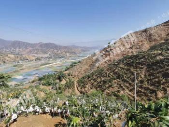 攀枝花米易县 305.63亩 果园 经营权出租