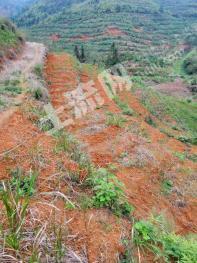 清远清新区 200.19亩 果园 经营权出租