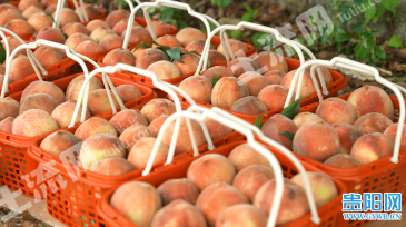 贵阳南明区 12亩 果园 经营权互换