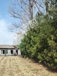 吉林桦甸市 16.3亩 红树林地 经营权出租