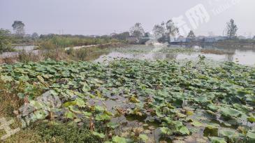 常德澧县 17.68亩 坑塘水面 经营权出租