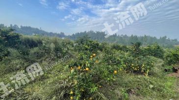 南充高坪区 66.72亩 果园 经营权出租