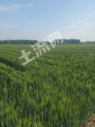 潍坊安丘市 400亩 水浇地 经营权出租