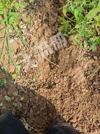 邢台广宗县 87.95亩 水浇地 经营权出租