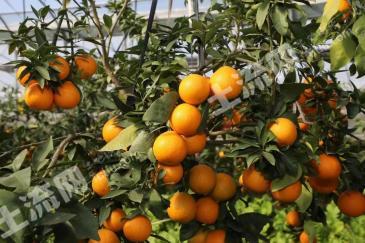 台州天台县 7亩 果园 经营权出租