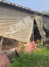 阳江阳东区 30亩 农场 使用权出租