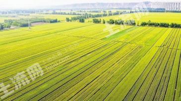 通辽4000亩水浇地经营权出租