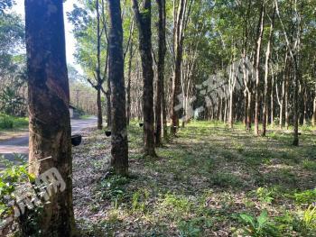 东南亚泰国 1560亩 旱地 经营权合作