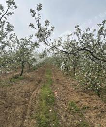 烟台海阳市 44.21亩 其它林地 经营权转让