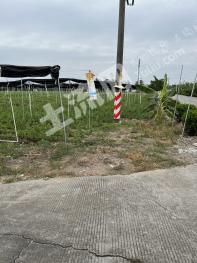 广州南沙区 5亩 水浇地 经营权转让