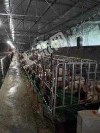 重庆彭水苗族土家族自治县 4亩 设施农用地 经营权转让