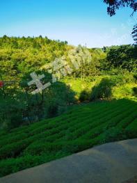 南平武夷山市 30亩 茶园 经营权出租