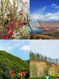 营口鲅鱼圈区 50亩 果园 经营权出租