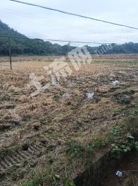 吉安吉安县 470亩 水田 经营权出租