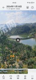 福州马尾区 30亩 橡胶园 经营权出租