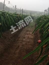 湛江遂溪县 40亩 果园 经营权转让