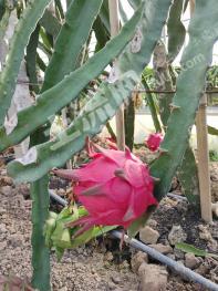 达州通川区 19.77亩 果园 经营权转让