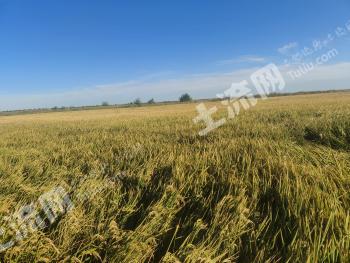 松原乾安县 1073亩 水田 经营权出租