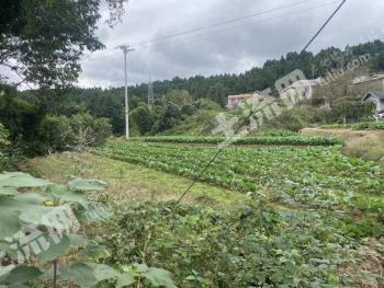 绵阳游仙区 0.42亩 农村宅基地 招拍挂