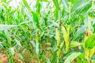 阿勒泰福海县 31445.1亩 水浇地 经营权出租