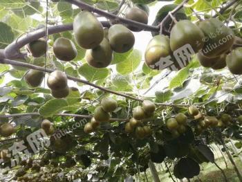 南充南部县 50亩 旱地 经营权出租