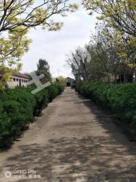 济宁邹城市 43.15亩 设施农用地 经营权出租