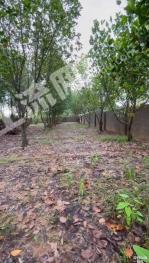 茂名电白区 2.81亩 农村宅基地 使用权转让