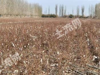 阿克苏库车县 1799亩 水浇地 经营权出租