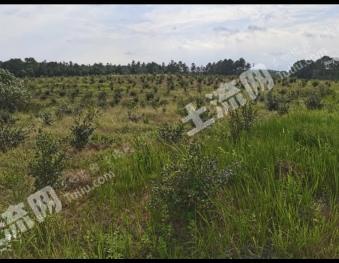 宜春靖安县 400亩 水田 经营权出租