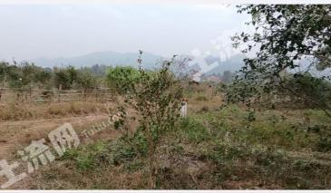吉安安福县 59.81亩 灌木林地 经营权出租