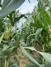 大连庄河市 700亩 旱地 经营权转包