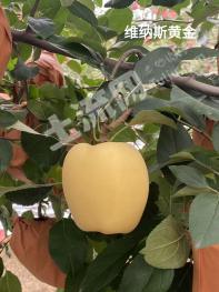 威海荣成市 110.03亩 果园 经营权转让