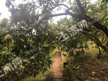 广安武胜县 100亩 乔木林地 经营权出租