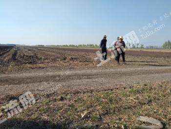 大庆林甸县 36811.56亩 旱地 经营权出租