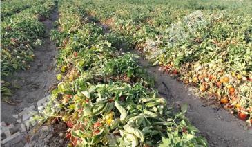 巴音郭楞焉耆回族自治县 7795.6亩 水浇地 经营权出租