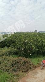 眉山丹棱县 8亩 果园 经营权出租