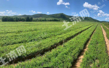 娄底双峰县 41.56亩 设施农用地 经营权出租