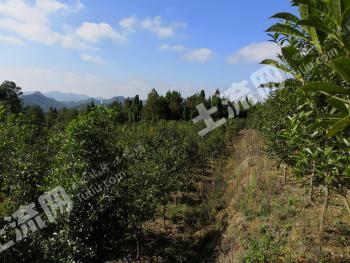 邵阳隆回县 153.16亩 乔木林地 经营权转让