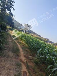 海南东方市 23亩 果园 经营权出租