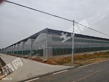 上饶弋阳县 400亩 果园 经营权合作