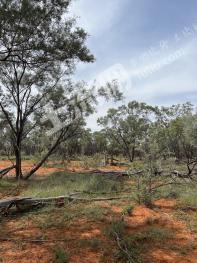 大洋洲澳大利亚 429149亩 灌木林地 经营权合作