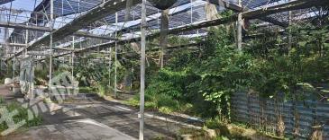 成都新津县 83.09亩 旱地 经营权出租