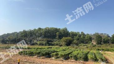 茂名高州市 65.27亩 灌木林地 经营权出租