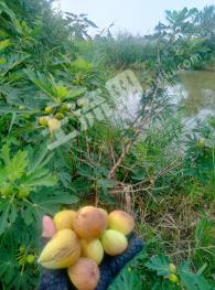 连云港海州区 17亩 其它园地 经营权出租