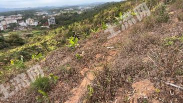 茂名高州市 180.37亩 果园 经营权转让