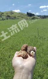 乌鲁木齐乌鲁木齐县 3.02亩 天然牧草地 经营权出租