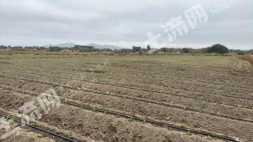 汕尾陆丰市 170亩 水浇地 经营权出租